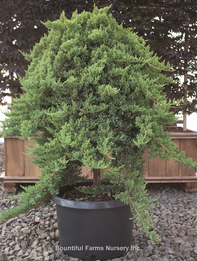 Juniperus procumbens pendula
